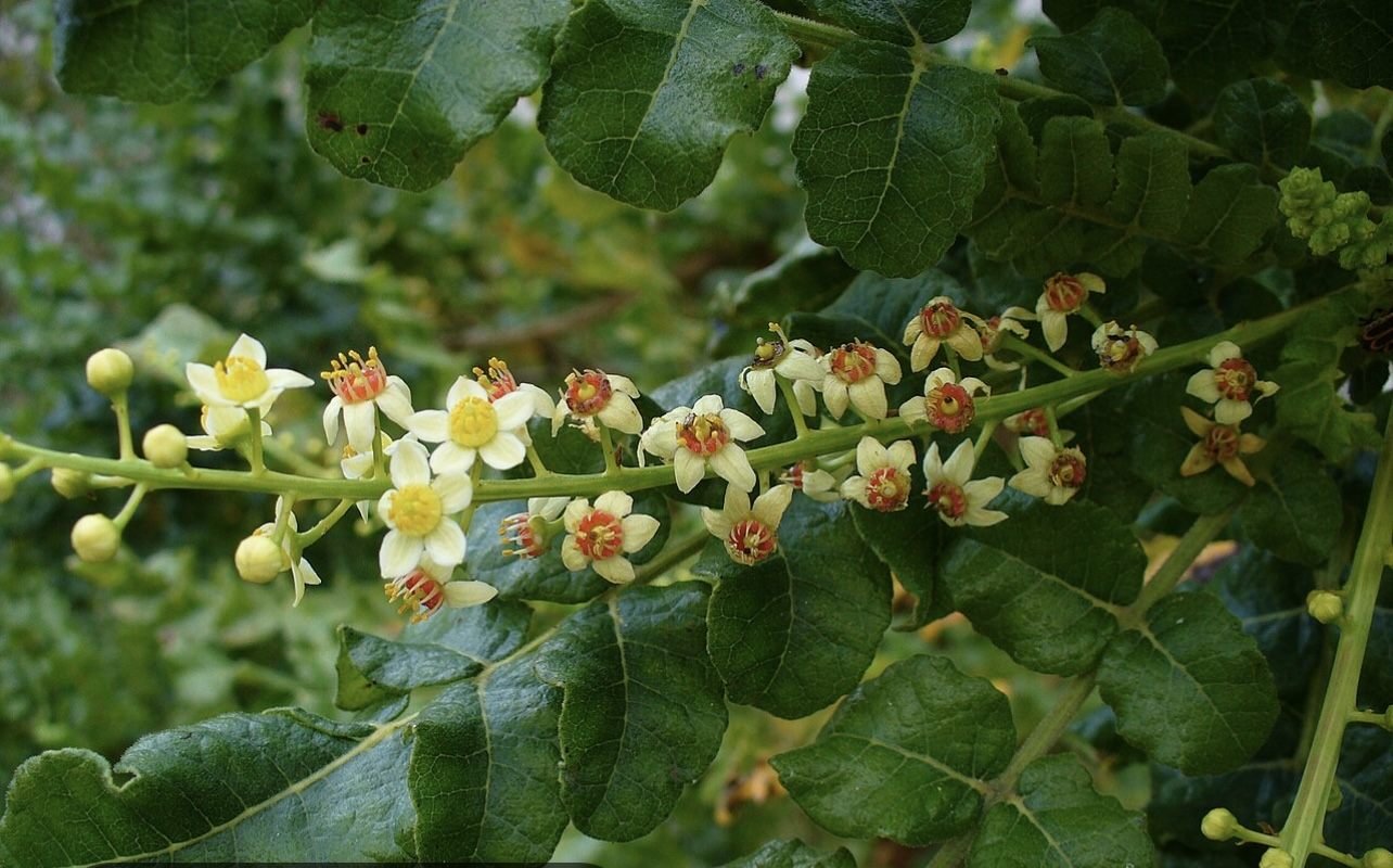 Frankincense tree in flower