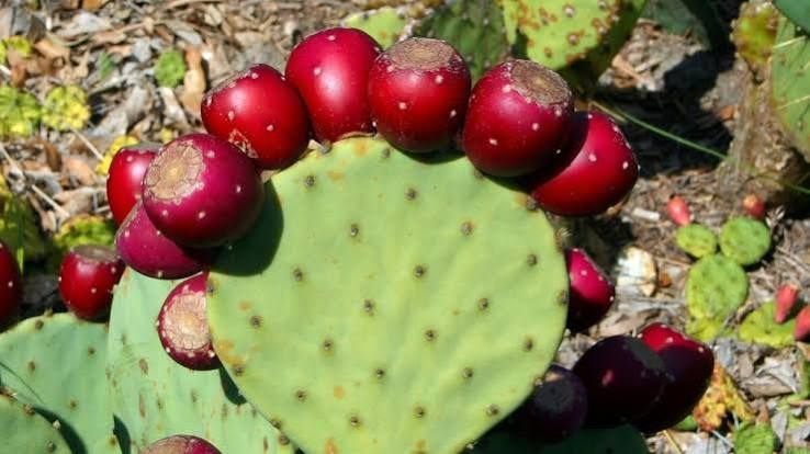 Prickly pear fruit